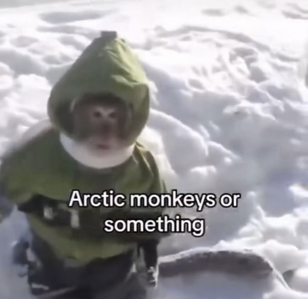 raccoon aesthetic. tweet media
