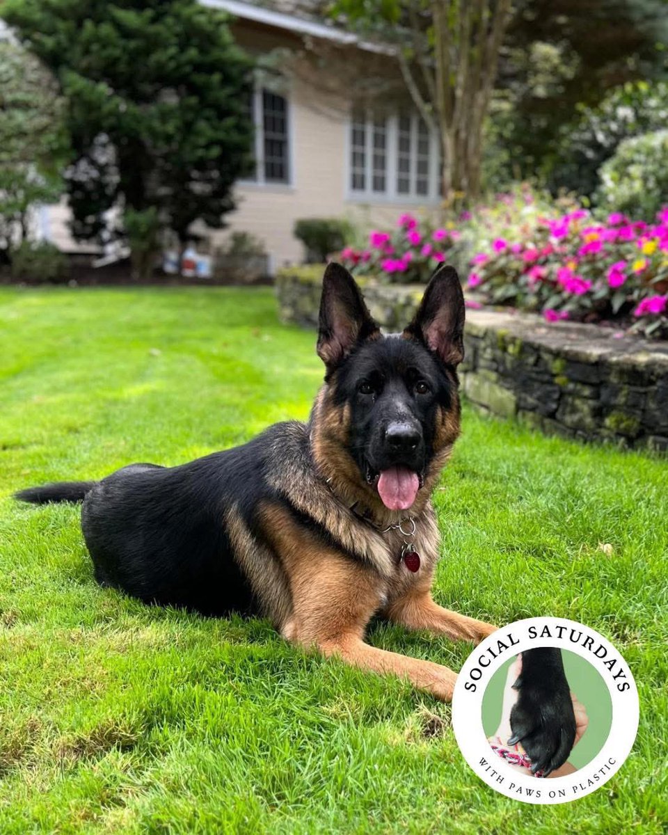 pawsonplastic's tweet image. They say that you can’t be what you can’t see so let’s get out &amp;amp; be visible.

Why not tag someone below on this #SocialSaturday?

Have a great weekend &amp;amp; if you see some #litter you know what to do.

29,000 dog owners removing over 42 million pieces every year. Join us! #dogsofx