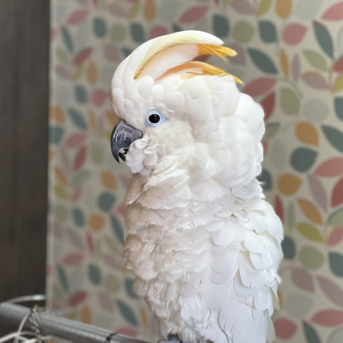 オウムのカフェ FREAK (@parrot_freak) / Posts / X