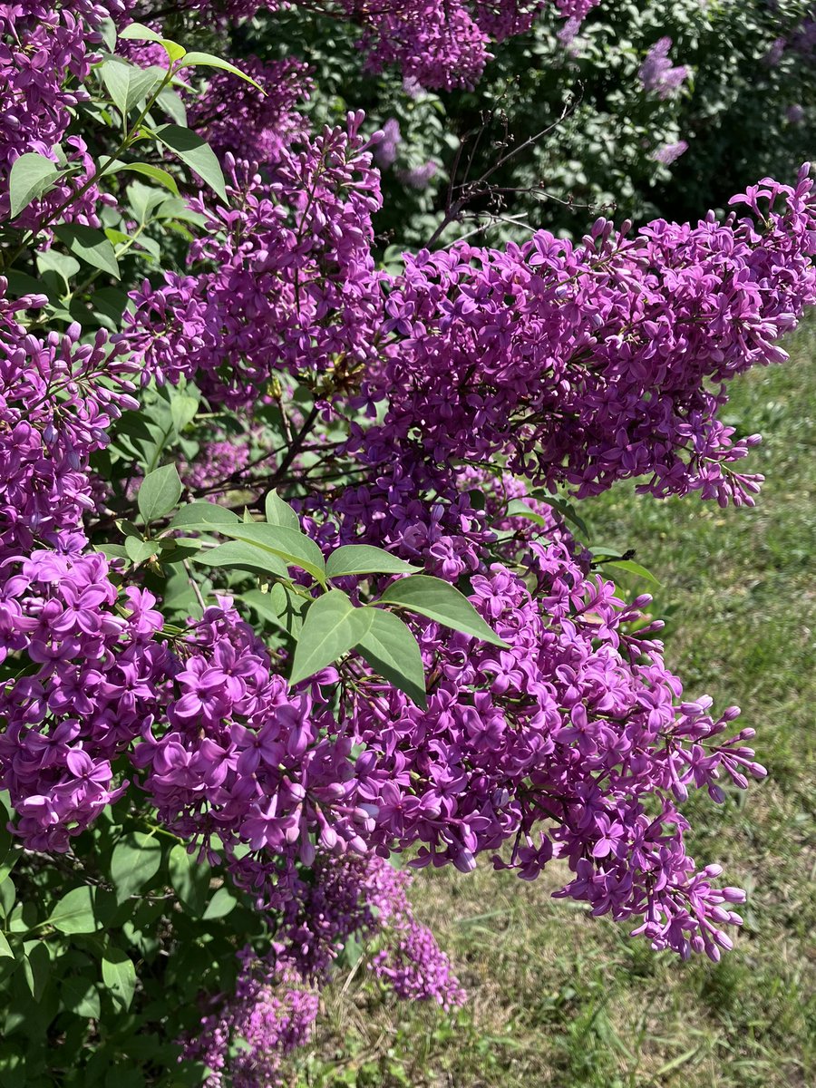 kaffee_jause's tweet image. ライラックが咲き誇り、匂いもいい

2026.4.22
#austria #Wien #ウィーン #ザンクトマルクス墓地 #ピカチュウ