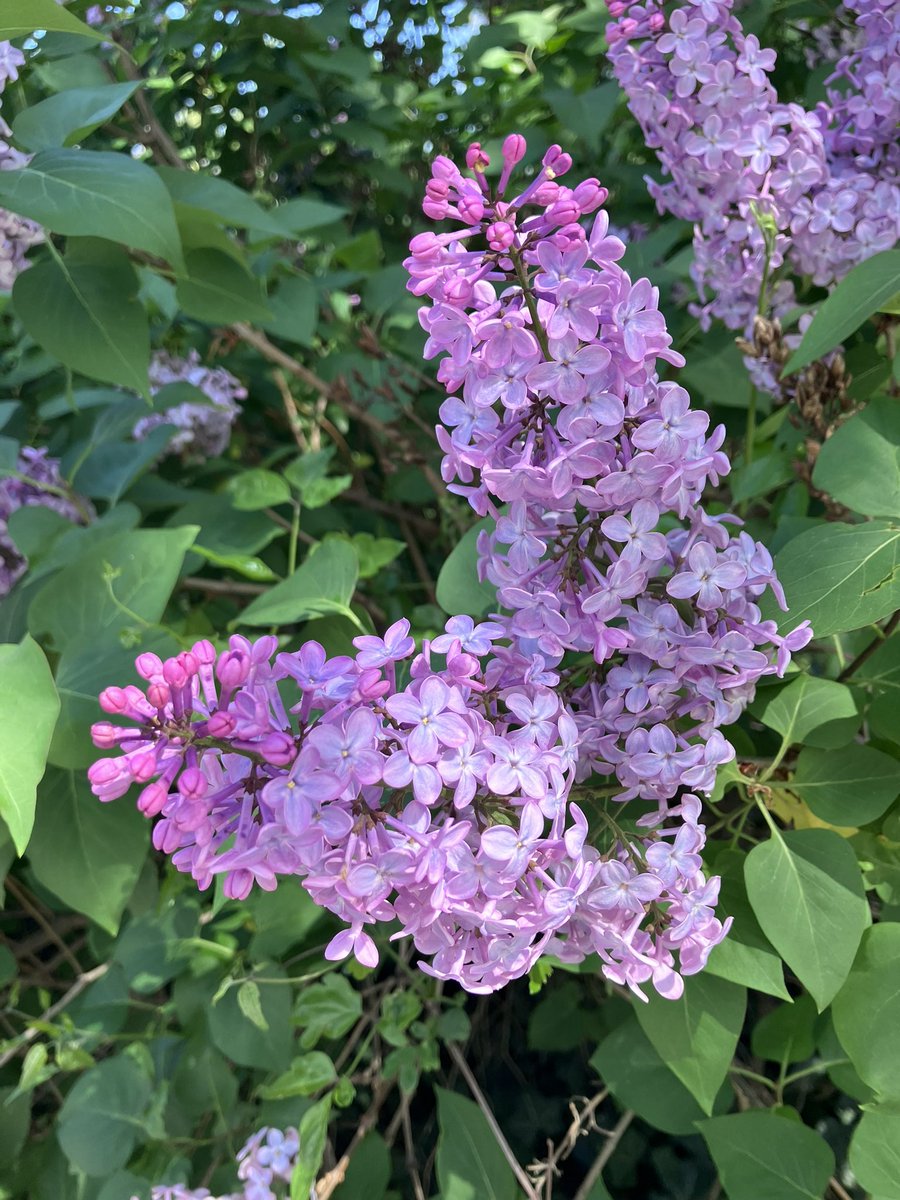 kaffee_jause's tweet image. ライラックが咲き誇り、匂いもいい

2026.4.22
#austria #Wien #ウィーン #ザンクトマルクス墓地 #ピカチュウ