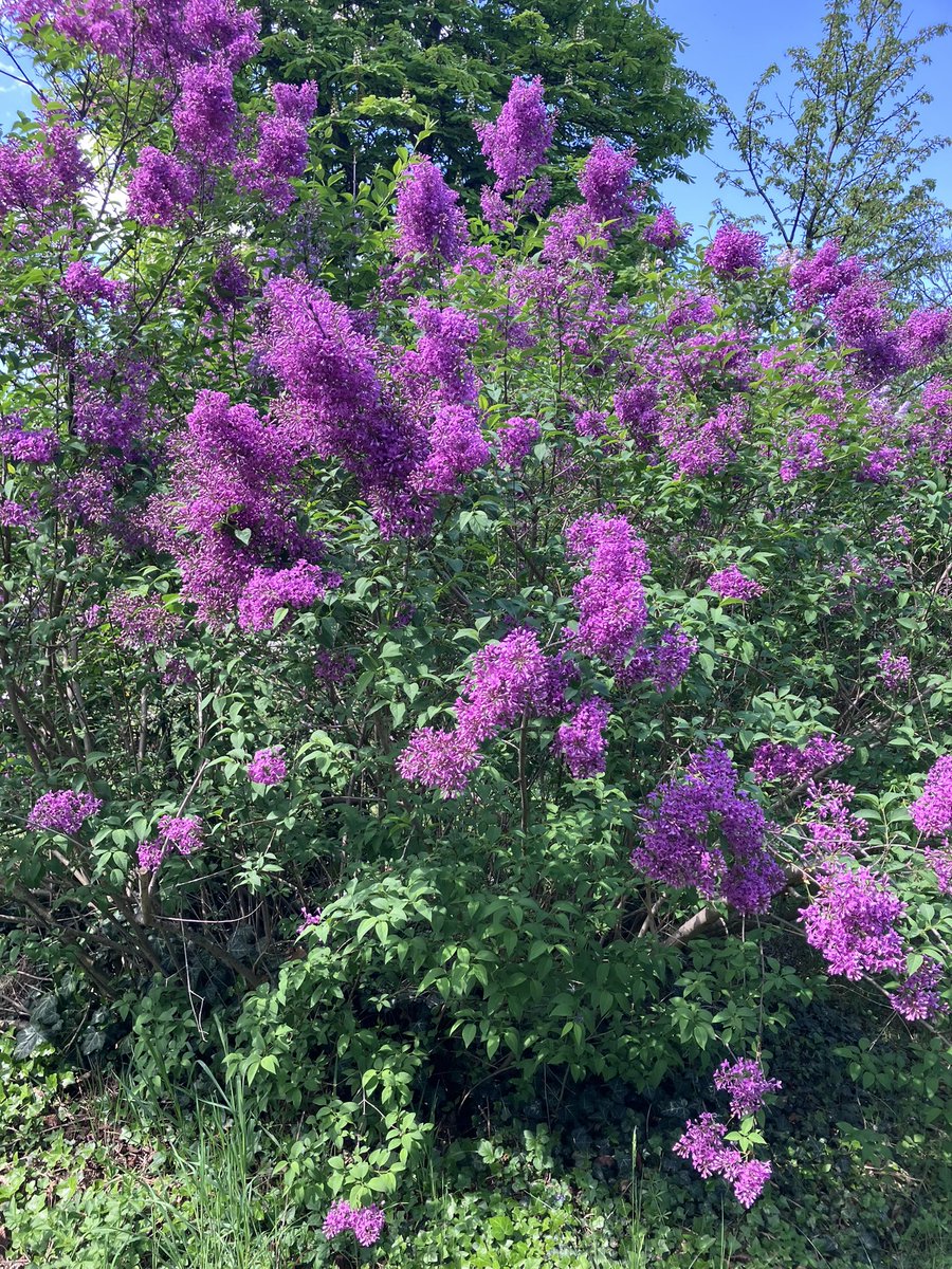kaffee_jause's tweet image. ライラックが咲き誇り、匂いもいい

2026.4.22
#austria #Wien #ウィーン #ザンクトマルクス墓地 #ピカチュウ