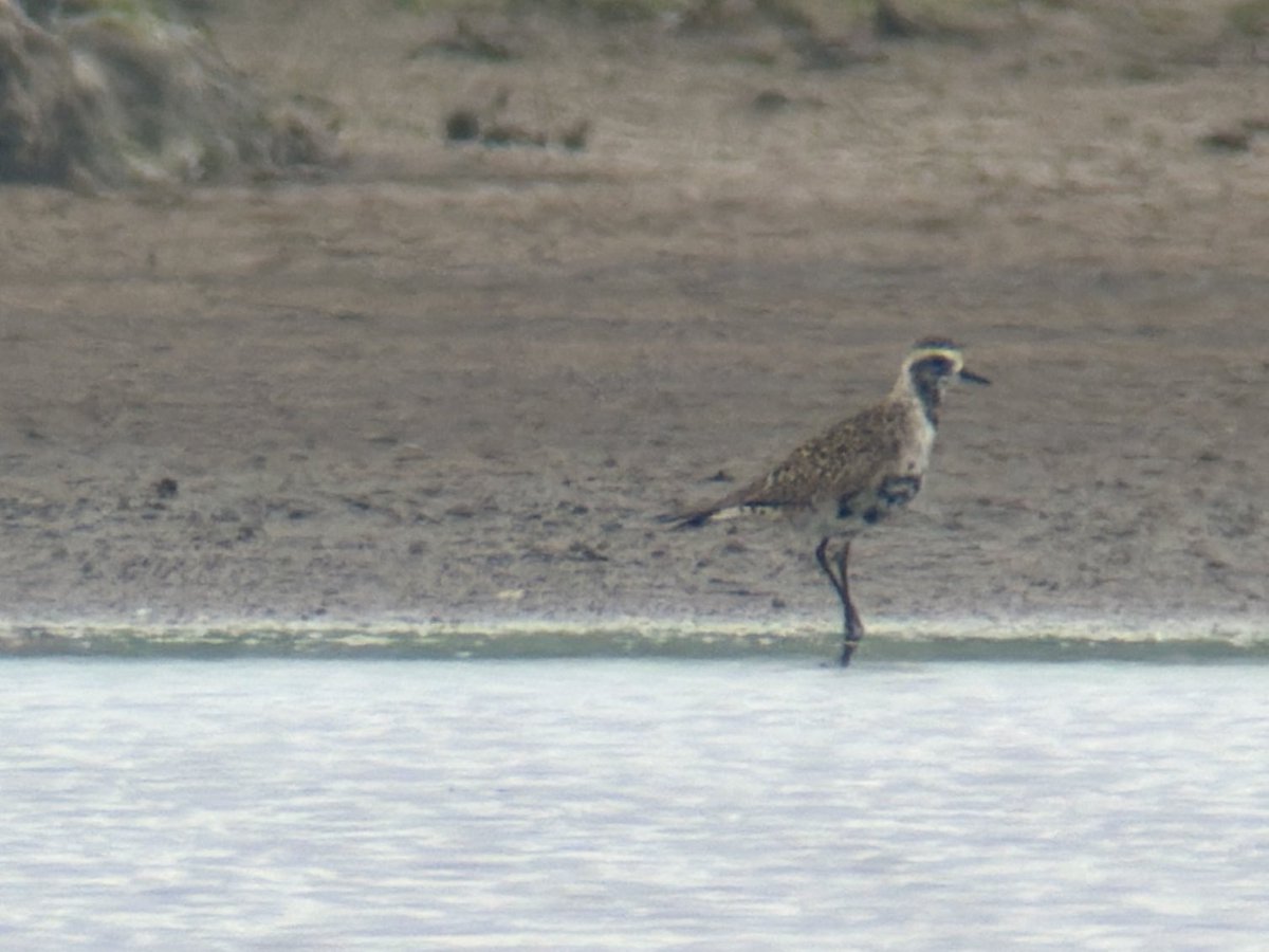 DarbyBug's tweet photo. Just found this cracking adult American Golden Plover at Banks Marsh. Hardly any other waders here, just a Greenshank, a Grey Plover and some Avocet. Also a Cuckoo singing. Earlier at HOM a female Whinchat https://t.co/LhTVCIeoBj