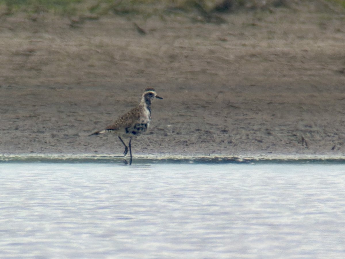 DarbyBug's tweet photo. Just found this cracking adult American Golden Plover at Banks Marsh. Hardly any other waders here, just a Greenshank, a Grey Plover and some Avocet. Also a Cuckoo singing. Earlier at HOM a female Whinchat https://t.co/LhTVCIeoBj