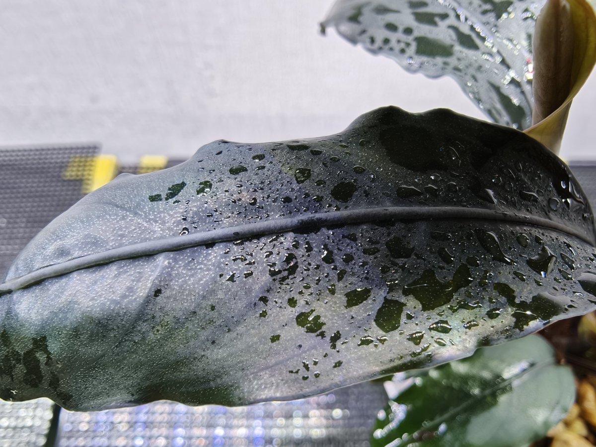 Bucephalandra sp.Motleyana Red-stem round Aqua Garden 水の国 2023