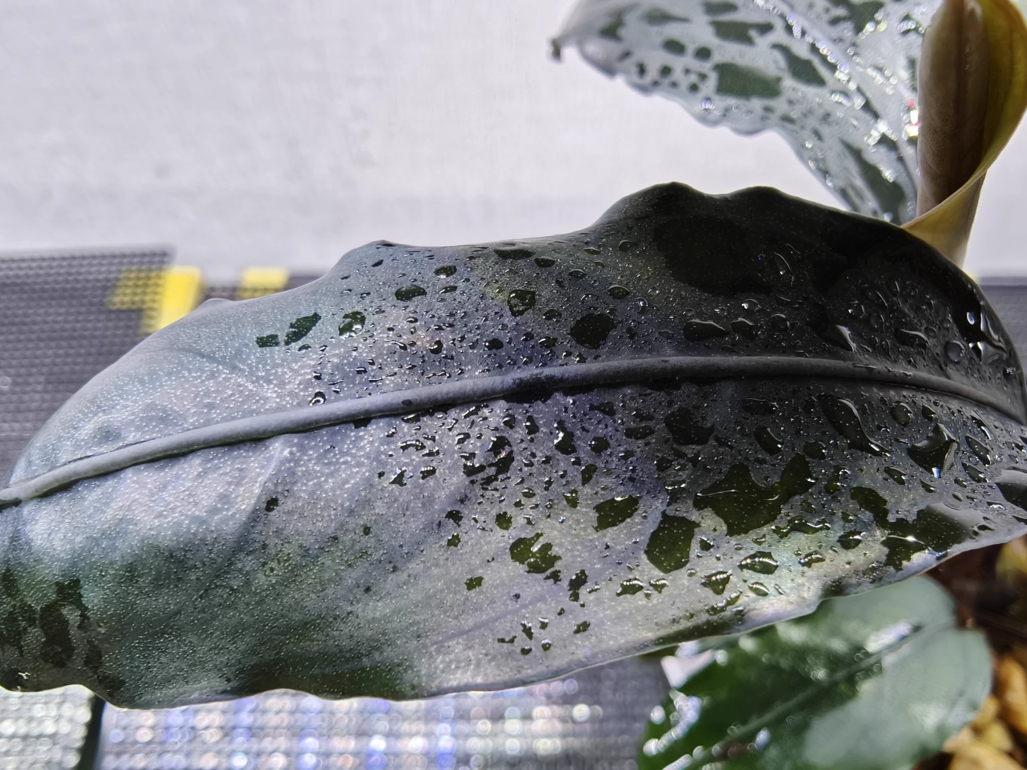 Bucephalandra sp.Motleyana Red-stem round Aqua Garden 水の国 2023