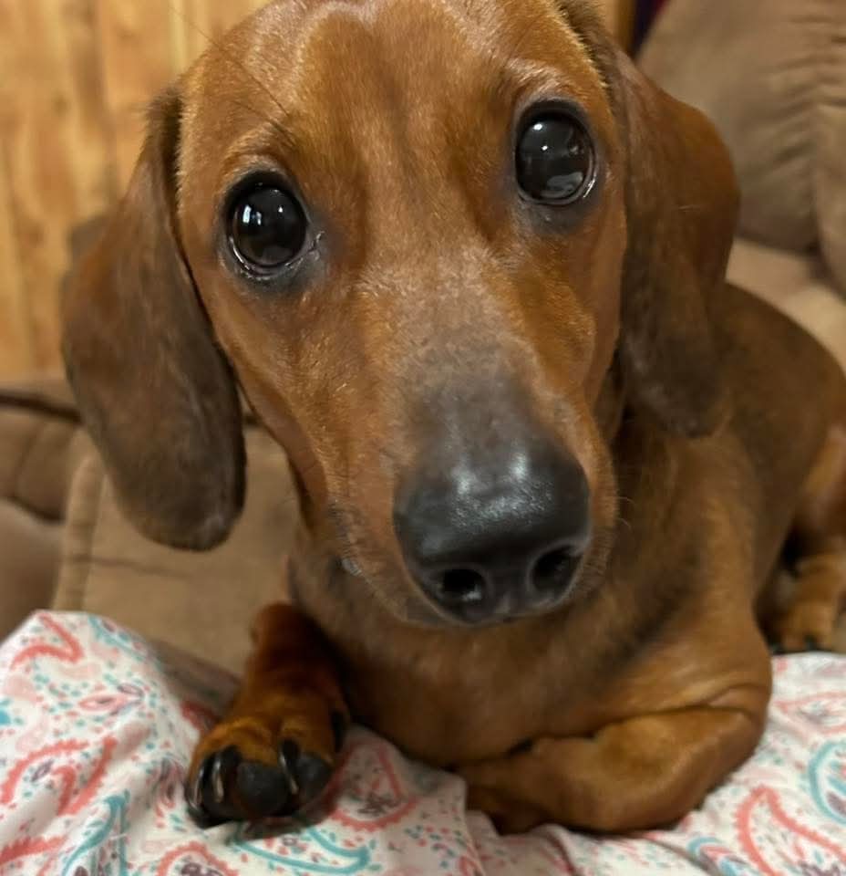 Dachshund Lovers tweet media