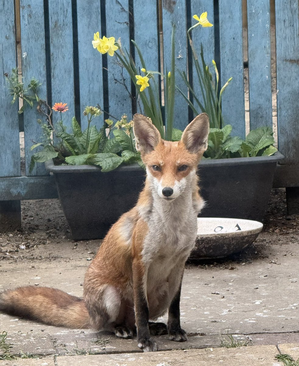 DDCrochetDesign's tweet image. This little vixen is wonderful 🦊

She’s losing her winter coat and clearly feeding cubs. She’s more settled since the new neighbours put up a wonky high new fence ☺️😂

#fox #spring #wildlife #nature #foxoftheday #magic #urbanfox