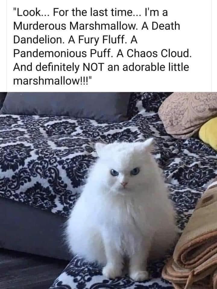 Pablo Memescobar 🐈 tweet media