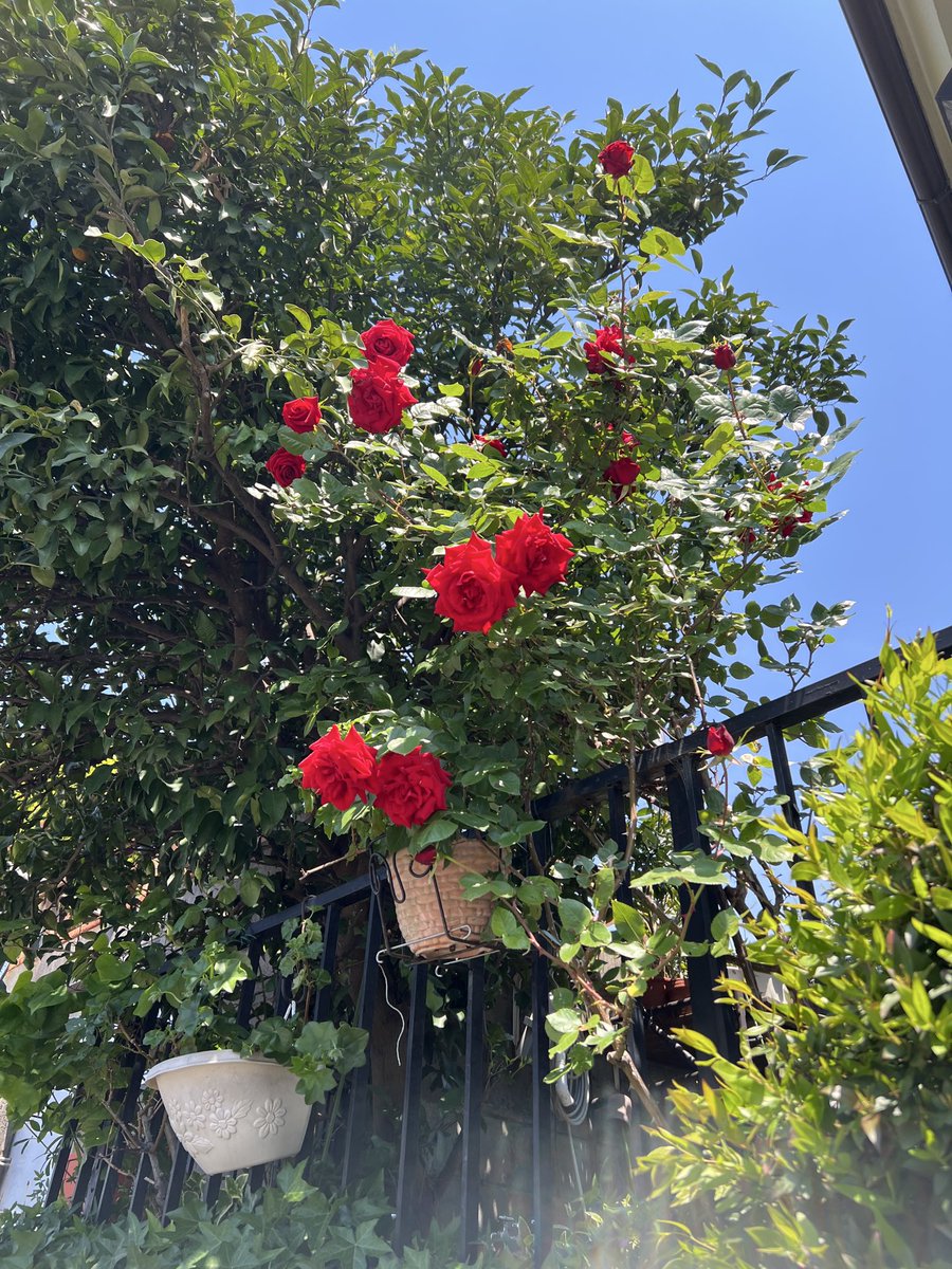 紅い薔薇🌹が綺麗だった。