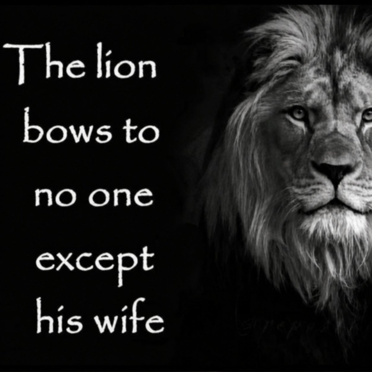 Lion tweet media
