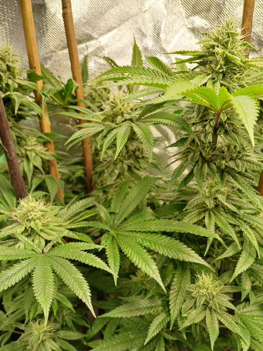 MySeeds tweet media