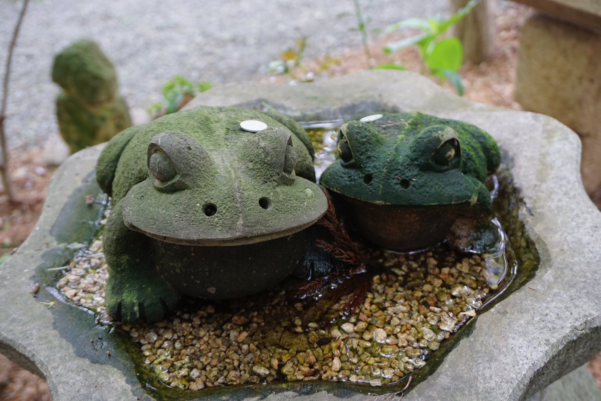 Tomo_Mrk3B01's tweet image. Nyoirin-ji temple(#如意輪寺 ), Ogori city, Fukuoka😉
This #temple enshrines Nyoi Kannon(the goddess of mercy in Buddhism) and is also really famous and loved by locals as Kaeru(Frog) temple, which means various &amp;amp; funny Frog items are located throughout the precinct😍
#twinglish
