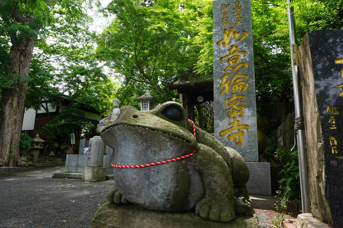 Tomo_Mrk3B01's tweet image. Nyoirin-ji temple(#如意輪寺 ), Ogori city, Fukuoka😉
This #temple enshrines Nyoi Kannon(the goddess of mercy in Buddhism) and is also really famous and loved by locals as Kaeru(Frog) temple, which means various &amp;amp; funny Frog items are located throughout the precinct😍
#twinglish