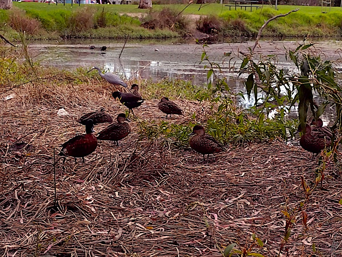 thorfinn's tweet image. An #Autumn noon at the creek with a heron, a mudlark, many #ducks #getoutside #nature #nokia @WildMelbourne @rebecca_le_get @BirdlifeOz @MandyHerriot