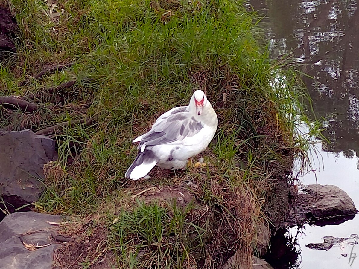 thorfinn's tweet image. An #Autumn noon at the creek with a heron, a mudlark, many #ducks #getoutside #nature #nokia @WildMelbourne @rebecca_le_get @BirdlifeOz @MandyHerriot