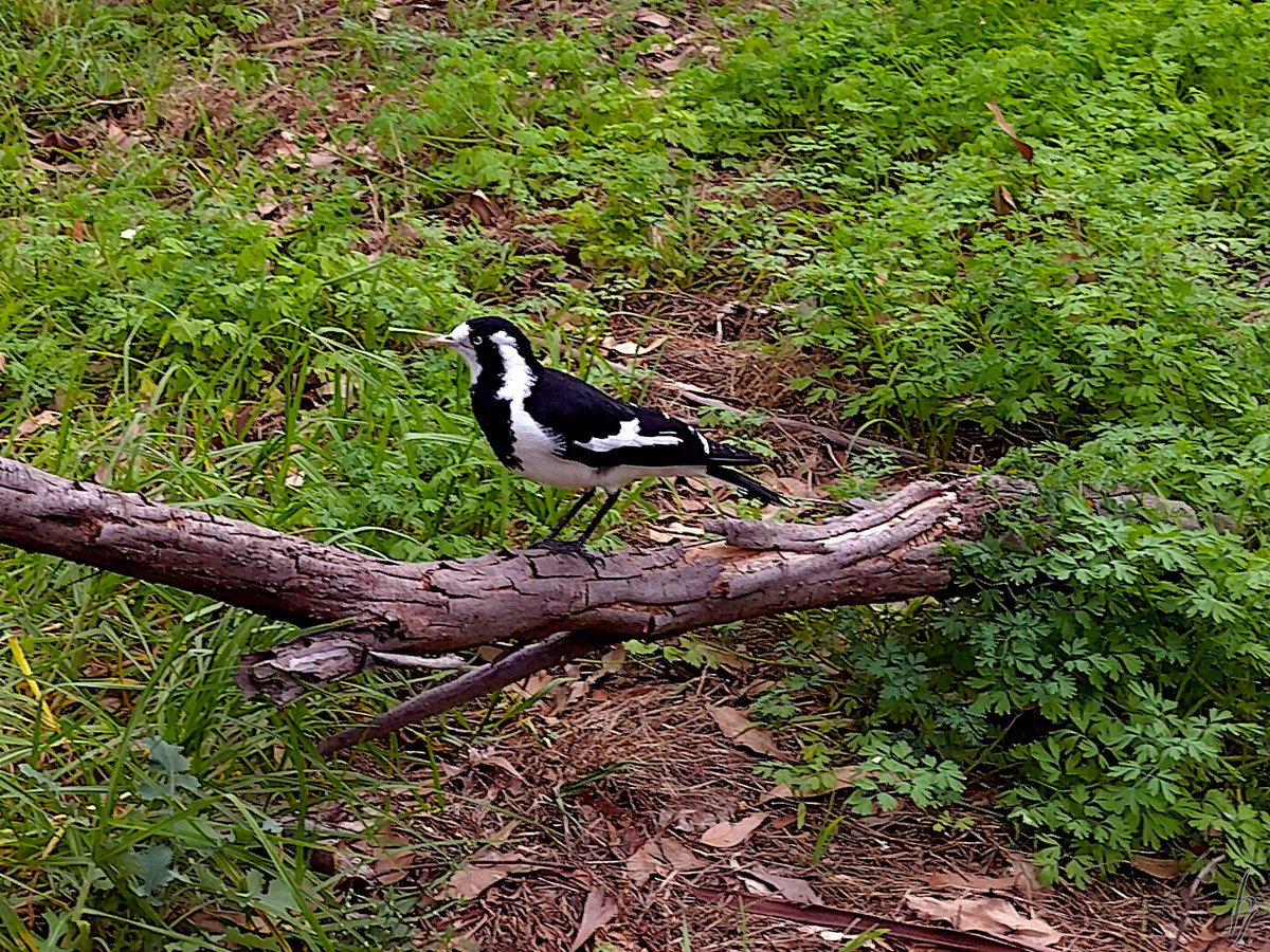 thorfinn's tweet image. An #Autumn noon at the creek with a heron, a mudlark, many #ducks #getoutside #nature #nokia @WildMelbourne @rebecca_le_get @BirdlifeOz @MandyHerriot
