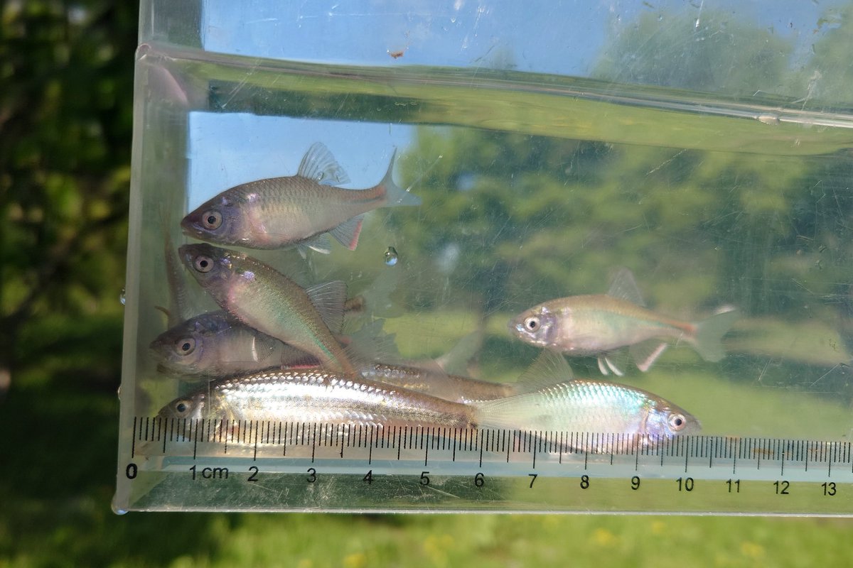 この頃タナゴ釣りしてるポイントが、強風の為竿を出せないので、水路