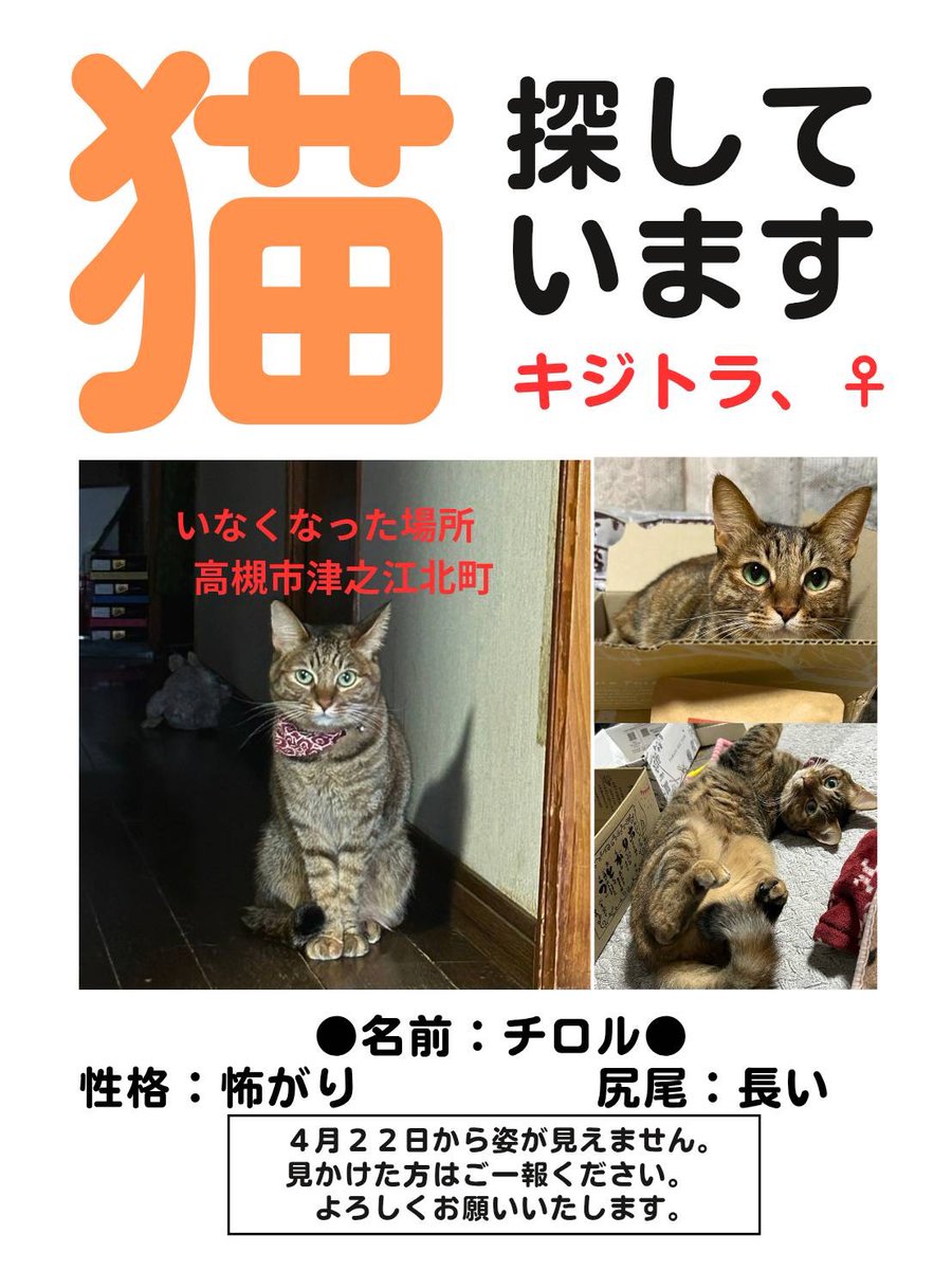 高槻ねこのおうち tweet media
