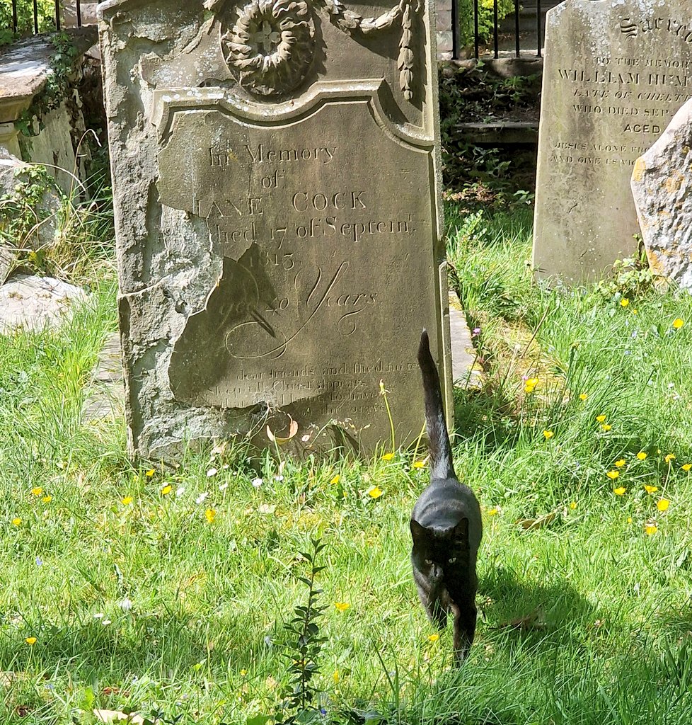 StroudStory's tweet image. From whence did this handsome boi emerge? Whether from the (peeling!) grave or no, he was a friendly kitty who bounced into pets... #Saturday in Charlton Kings churchyard, #Gloucestershire.