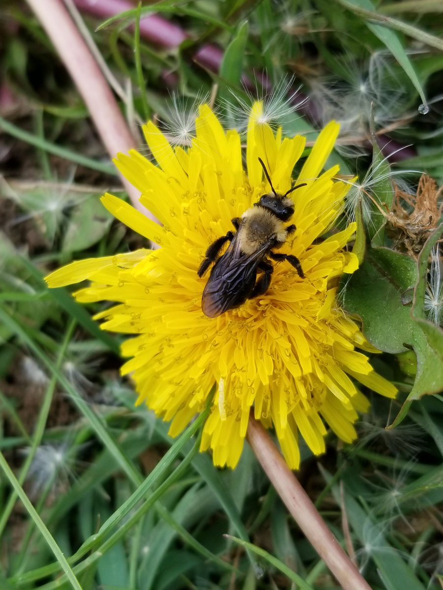 dragononmybelly's tweet image. We've been having a lot of gloomy days and the bees spend those days snoozing on dandelions, dreaming of sunshine (or so I assume...).

#wildlawn #bees #dandelions #savethepollinators