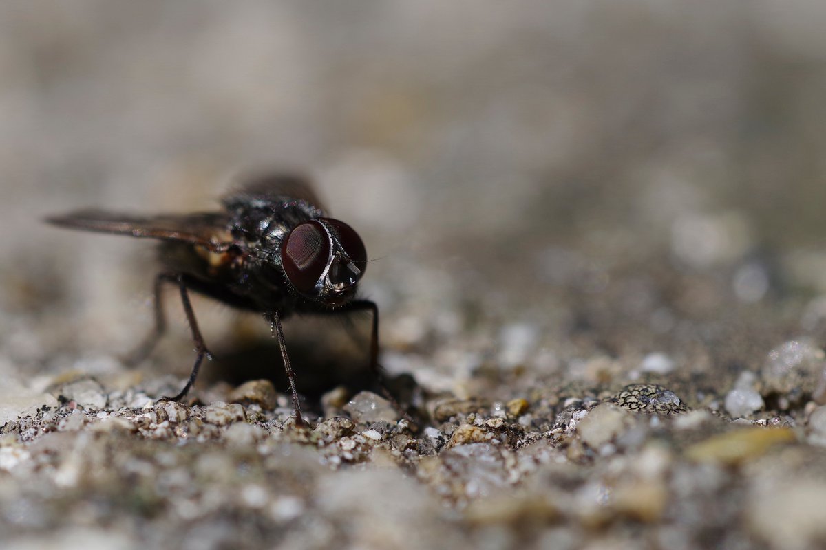toshiyuki555's tweet image. 虻蠅撮ります！
蠅の場合(日光浴中)
I Shoot Hoverflies and Flies!
The Fly Case (Sunbathing)
#Flickr &amp;gt; flic.kr/p/2saGnx1

#PENTAX K-1 Mark II
#RICOH HD PENTAX-DFA MACRO 1:2.8 100mm ED AW

#PHOTO #DP260502
#虫 #虫の写真 #虫マクロ 
#ホソヒラタアブ