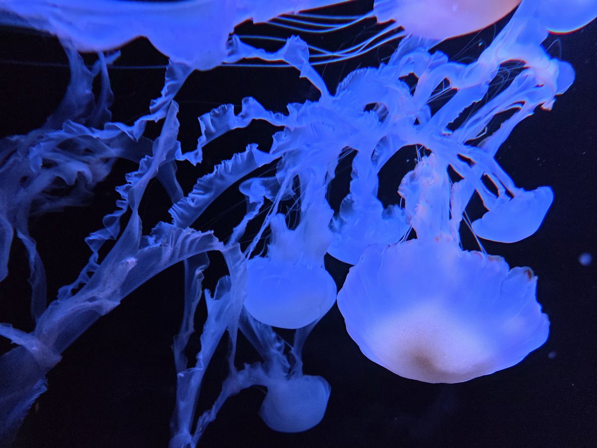 CookieKth's tweet photo. 息子のリクエストで水族館。
初めて来たけど大人が楽しめる感じ。
#AOAO https://t.co/BFILZ0ZOZD