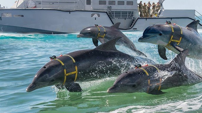 Iran May Explore Use of Trained Dolphins for Naval Attacks

According to a report cited by The Wall Street Journal, Iran is considering unconventional tactics, including the possible use of trained dolphins to carry mines targeting U.S. naval vessels in the Strait of Hormuz.

The