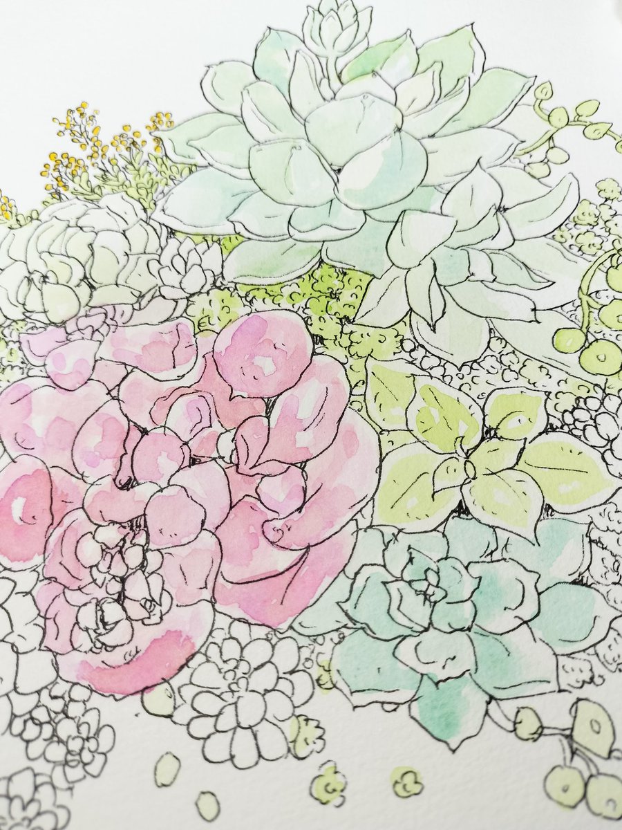 TanikuriT's tweet photo. アナログで多肉を描いたー。  #多肉  #多肉イラスト https://t.co/bHluw3CYTb