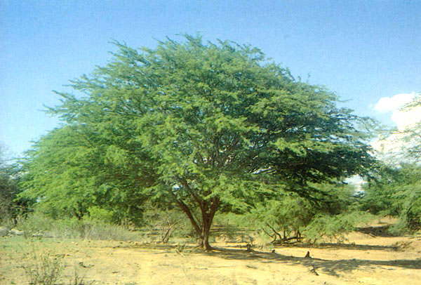 narottamsahoo's tweet image. From challenge to transformation - this is the hallmark of a truly innovative nation.

When #purpose drives #innovation, even the toughest #problems turn into powerful #possibilities.

From invasive weeds in #Kutch, Gando baval (Prosopis juliflora), to clean marine fuel, #Gujarat