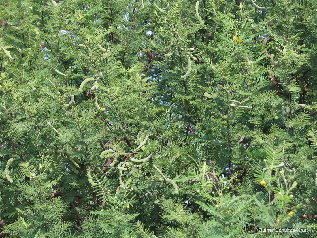 narottamsahoo's tweet image. From challenge to transformation - this is the hallmark of a truly innovative nation.

When #purpose drives #innovation, even the toughest #problems turn into powerful #possibilities.

From invasive weeds in #Kutch, Gando baval (Prosopis juliflora), to clean marine fuel, #Gujarat