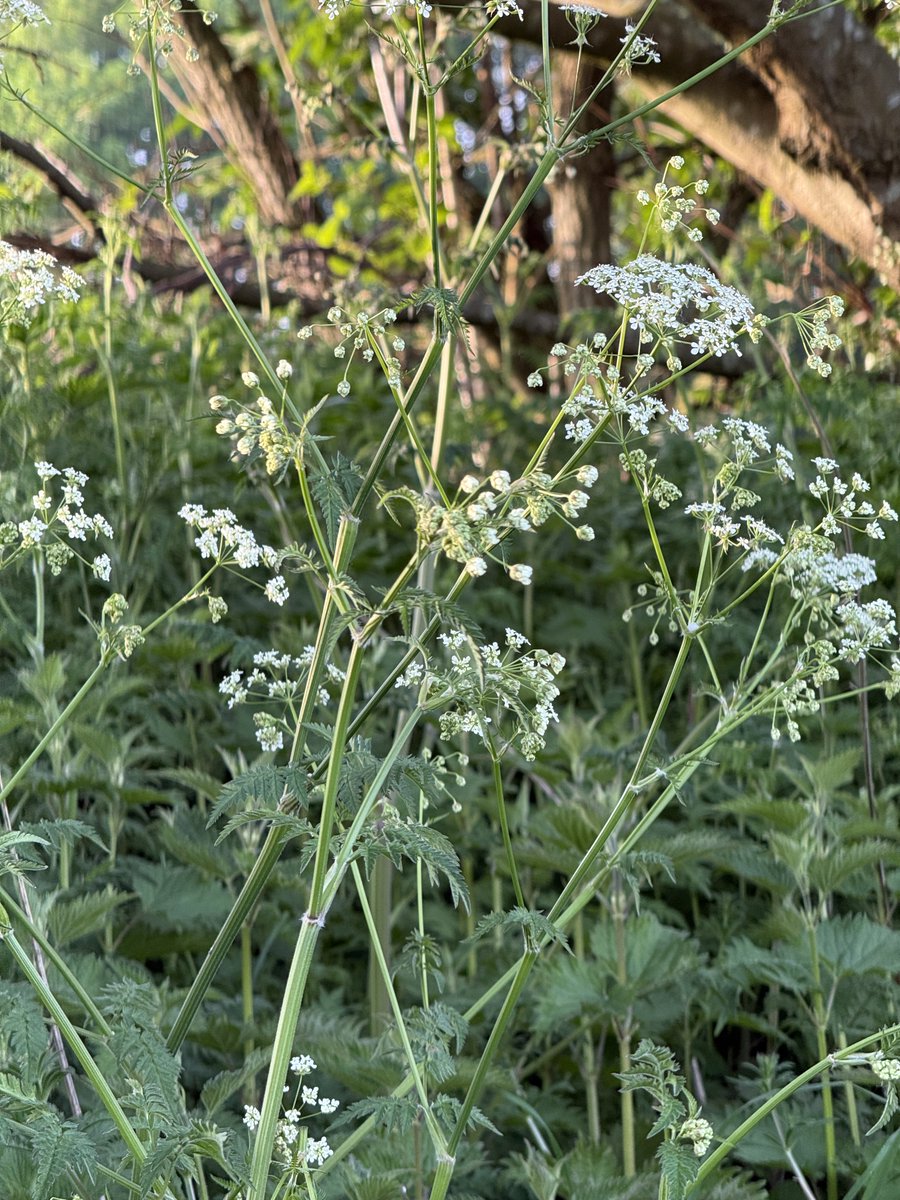 staithesartist's tweet photo. #CowParsley on my #briskwalk Going to be a lovely day Did I tell you it is #openupsheffield this weekend and next!? https://t.co/E4ie4YEkEM