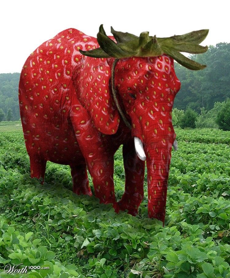 elephant tweet media