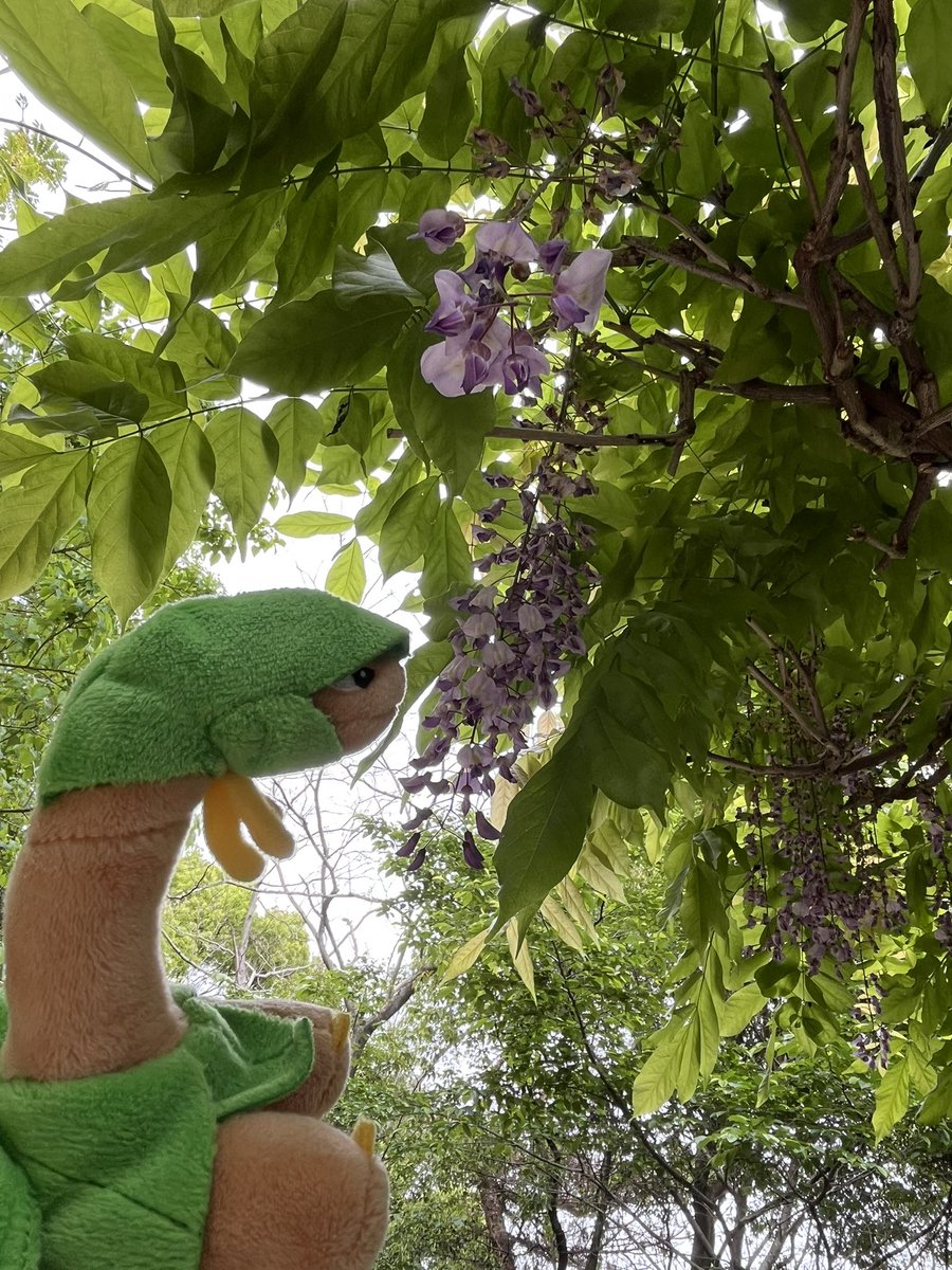 withtoropius's tweet photo. #ポケモンfit
「藤棚の下で休憩しよう、トレーナー」 https://t.co/7EPDv4FDhF