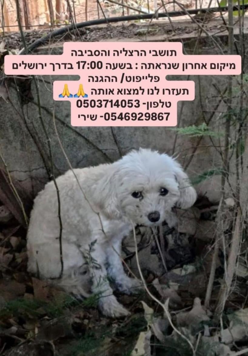 gilad tweet media