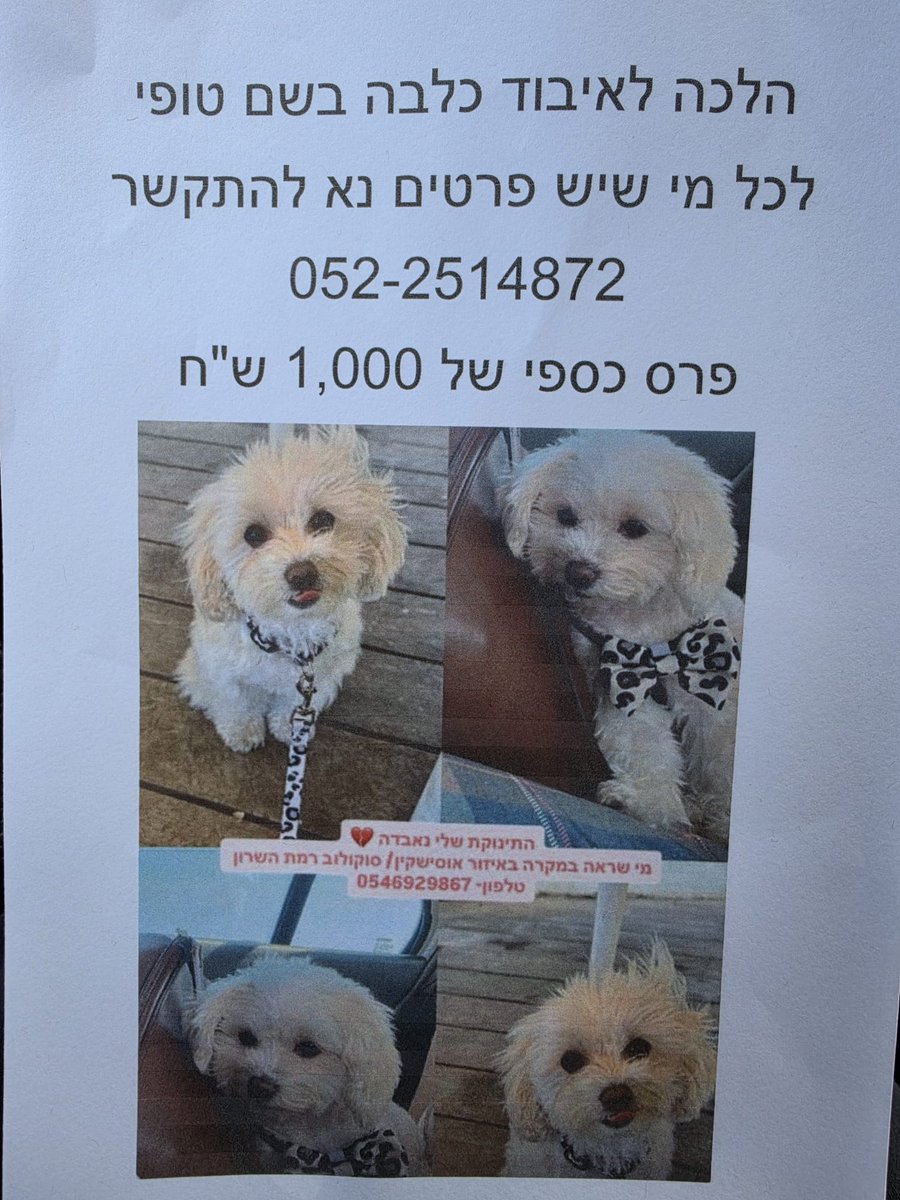 gilad tweet media