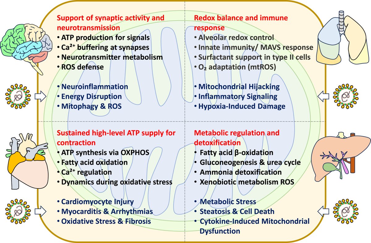 jack_schroder_'s tweet photo. I'll share all my insights + interventions for this below.

The SARS-CoV-2 spike protein seems to do 5 main things:
— Blocks ACE2 receptors, disrupting blood pressure regulation, oxygen tensions, and metabolic flexibility - leading to a risk of blood clots.
— Inhibits nicotinic alpha-7 receptors, destroying a node of immune system + anti-inflammatory pathways.
— Suppresses p53, the master tumor suppressor, impairing apoptosis, POMC—a-MSH—melanin translation, and cell fate signalling.
— Direct mitochondrial toxin, disrupts the ETC + TCA/urea cycle, ATP + DDW production, disrupting heme synthesis + steroidogenesis.
— Activates ECM and fascia degradation via MMP induction, inflammation, and allows pathogen infiltration.

On top of this:
— Spike protein, binds ACE2 receptors in gut to disrupt tight junction proteins + lower sIgA levels - leading to leaky gut & infection.
— It destroys beneficial flora in the gut - Bifidobacterium & Faecalibacterium.
— One of the main negative-gram bacterial endotoxins - LPS - directly interacts with spike protein and supercharges inflammation.
— Spike protein mimics hepcidin and increases unbound iron, leading to Fenton reaction, inflammation, and also dysregulates heme-iron usage (CCO, CYP450s, catalase, hemoglobin, Fe—S clusters).

A new cohort study of ~8 million individuals shows COVID-19 vaccination was associated with increased cancer incidence. Several specific cancers showed relative increases ranging from ~20–70% at 1 year. That magnitude over such a short timeframe is NOT normal.
(https://t.co/uY4ql5Nox5)

These biochemical cascades synergize with the other silent bio-weapons of the modern world:
— Blue light/nnEMFs
— Lack of sunlight/geo-engineering
— Lack of grounding/nature
— Poor biomechanics (fascia carries electricity)
— (Pharmaceutical) drugs + alcohol
— Chronic stress/trauma/nervous system dysregulation
— Loss of faith/gratitude (attack on religons)
— Mold/mycotoxin exposure
— Environmental toxins

Beyond the health fundamentals (eg., breathing, mindset, sleep, nutrition, light/darkness, etc.), these are some things to explore below. As always, getting basic blood biochemistry interpretation (alongside other labs if needed) is FUNDAMENTAL to reversing engineering the weak areas of physiology (what I do for you inside my skool community)

Spike protein is degraded by ubiquitination tagging, followed by lysosomes inside cells, which is a MgATP-dependent process for the proton pump to acidify and activate lysosomal enzymes. You need to restore autophagy (+ mitophagy—fission/fusion—biogenesis dynamics) signals in order to clear spike protein. One of the main signals of autophagy requires superoxide release from the ETC, so you need mitochondria back online in order for this process to occur. Alongside this, you need AMPK activation via high AMP/ATP ratio, which is stimulated by exercise, fasting/feeding cycles, cold/heat therapy, sunlight exposure, and with certain compounds (EGCG, trehalose, melatonin, resveratrol, etc.)

Supporting gut health is huge as it's so common these days, so an elimination diet, bone broth/glutamine, goat colostrum, aloe vera, pomegranate juice, chitosan, (SBO) probiotics, goat kefir, certain digestive aids (ACV, digestive enzymes, TUDCA), alongside antimicrobials if necessary (eg., black seed oil, MCT oil).

Due to the fact that the spike protein disrupts the electron transport chain, it's important to saturate with micronutrients, test your mitochondrial metabolites (via OAT + blood test, alongside lactate/ketones/glucose with associated meters preferably), and support redox status/oxidative stress. Vitamin C, vitamin E, glutathione, selenium, copper, zinc, iron, sulfur, electrolytes, phospholipids, all B vitamins, grounding, and polyphenol-rich plant foods are fundamental here for oxidative stress mitigation. You may need to do some calculated trial-and-error with higher-than-normal doses of certain B vitamins. On top of this; CoQ10/ubiquinol, PQQ, K2-MK7, black seed oil, Fo-Ti, and alpha-lipoic acid are all beneficial compounds for mitochondrial function that restore NAD+ levels, but have unique effects of their own. *MAYBE* methylene blue...

Then there's the layer of actually breaking down spike protein extracellularly and independent of lysosomes. This looks like the fibrinolytic/proteolytic enzymes such as like nattokinase + bromelain as the best options.

Other binding + neutralizing agents:
— Ivermectin (binds spike protein strongly)
— Nicotine (competes at alpha-7 nicotinic receptor to free up spike protein for degradation)
— Curcumin (anti-inflammatory, blocks spike binding to ACE2 to also free it up)
— GlyNAC (to form glutathione)
— NAC (directly acts on spike protein + glutathione)
— Glycine + magnesium (cofactors for glutathione synthesis)
— Black seed oil (many roles, mentioned above)
— EGCG (found in sencha tea or supplemented, anti-inflammatory, inhibits spike binding at ACE2)

Then it's all about supporting detoxification on top via lysosomal degradation (mentioned above), autophagy, lymphatic drainage, hepatic conjugation (if necessary), urine + bile/stool excretion, and binders.

Further recovery may require thymus/immune support (which ties in with mitochondria + gut health mentioned above). Dessicated thymus, goat's colostrum (again), cod liver oil, medicinal mushrooms, zinc, melatonin, skullcap, and sunlight + IR light directly on the thymus (sequencing is key for this).

One last thing.

Don't let it stress you out that you did get it. Neuroticism literally shaves years off your life. For the record, I got 2 shots, and so far I'm in overwhelmingly better health than I ever was prior (for context, I wasn't super health conscious in 2020 and didn't think it was a big deal to get jabbed). You'd be surprised how many people in the health space have actually got it (esp. in Australia).