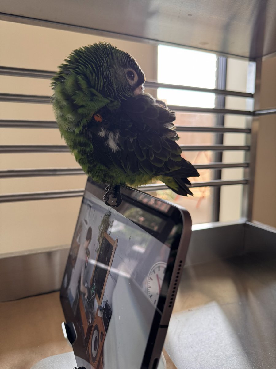 桃子 tweet media