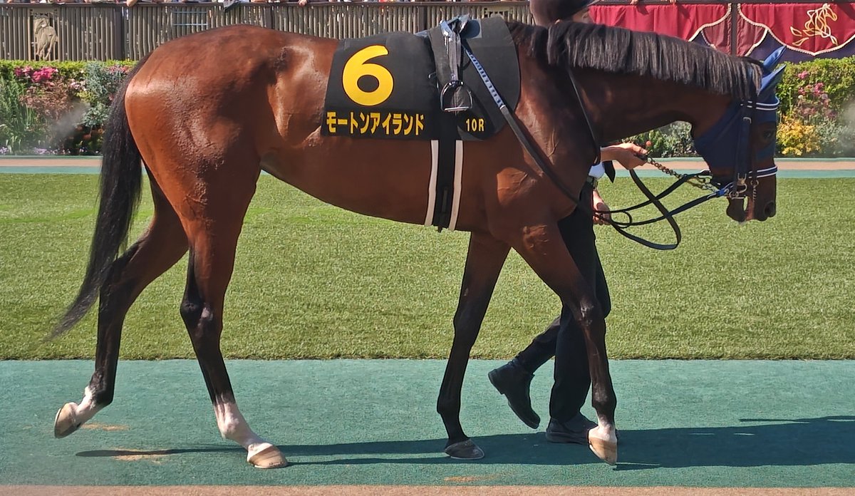 auto_7735's tweet photo. モートンアイランド
もの凄い鬼脚を繰り出したが、何とも惜しい２着🙂　
距離延長もクリアして選択肢は広がったけど、どうか脚元ご無事で🙏 https://t.co/ERY7wL8VKe