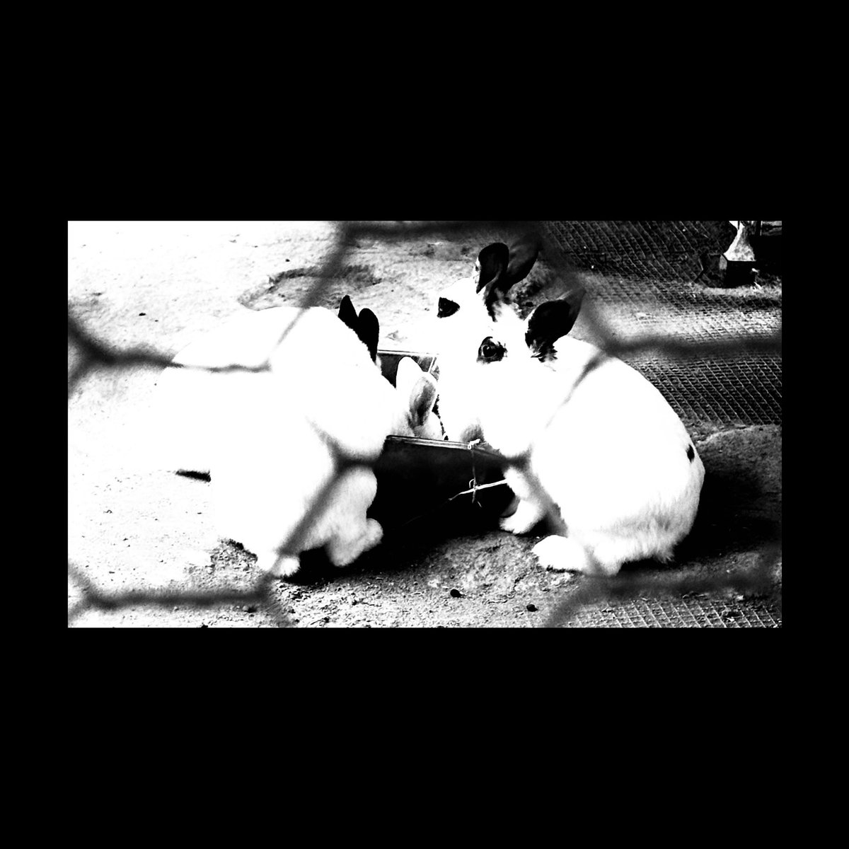왼쪽 하단.
플러피. 
<a href="/Mickey_no17/">𝗠𝗜𝗖𝗞𝗘𝗬𝟭𝟳</a>