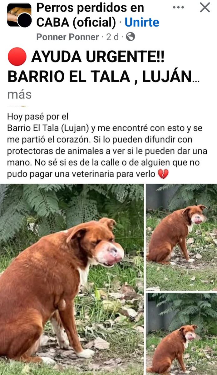 PERRITO CON LA CARA HINCHADA 😢🥺🙏🙏
#Lujan 👇👇👇👇👇