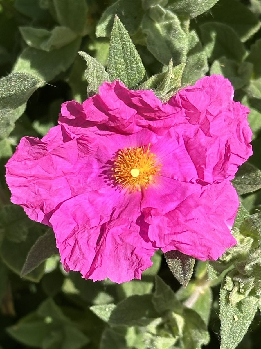 SkylarkArtist's tweet image. Morning Rose…
Rock rose
#Morning #Rockrose #Cistus
🌱💖🌱