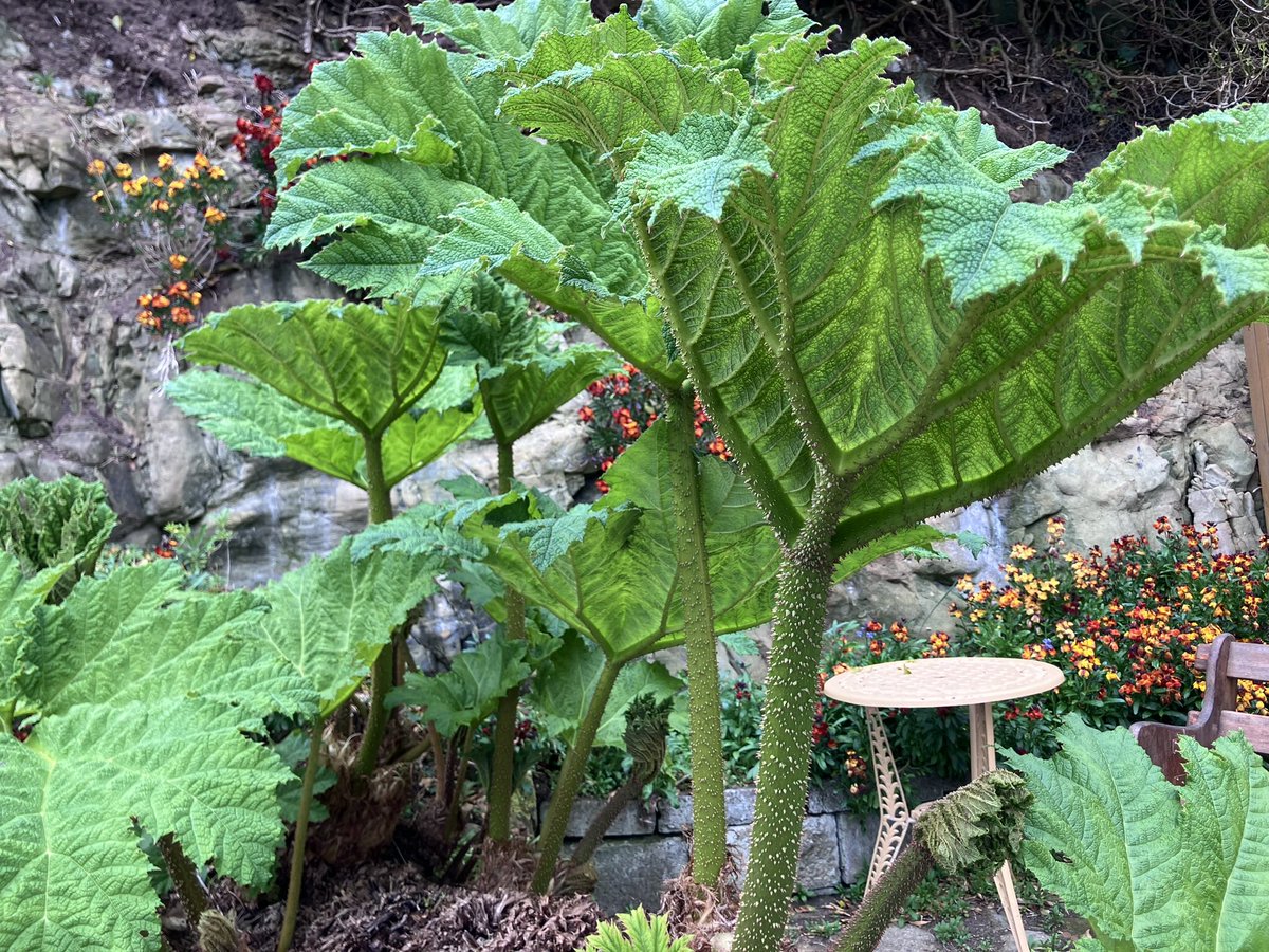 cloudymamma's tweet image. Good Morning from my garden… 

the giants have awoken and growing taller by the day! 💚

Enjoy the weekend! ☕️ 

#gunnera
#MyGarden
#Scotland
