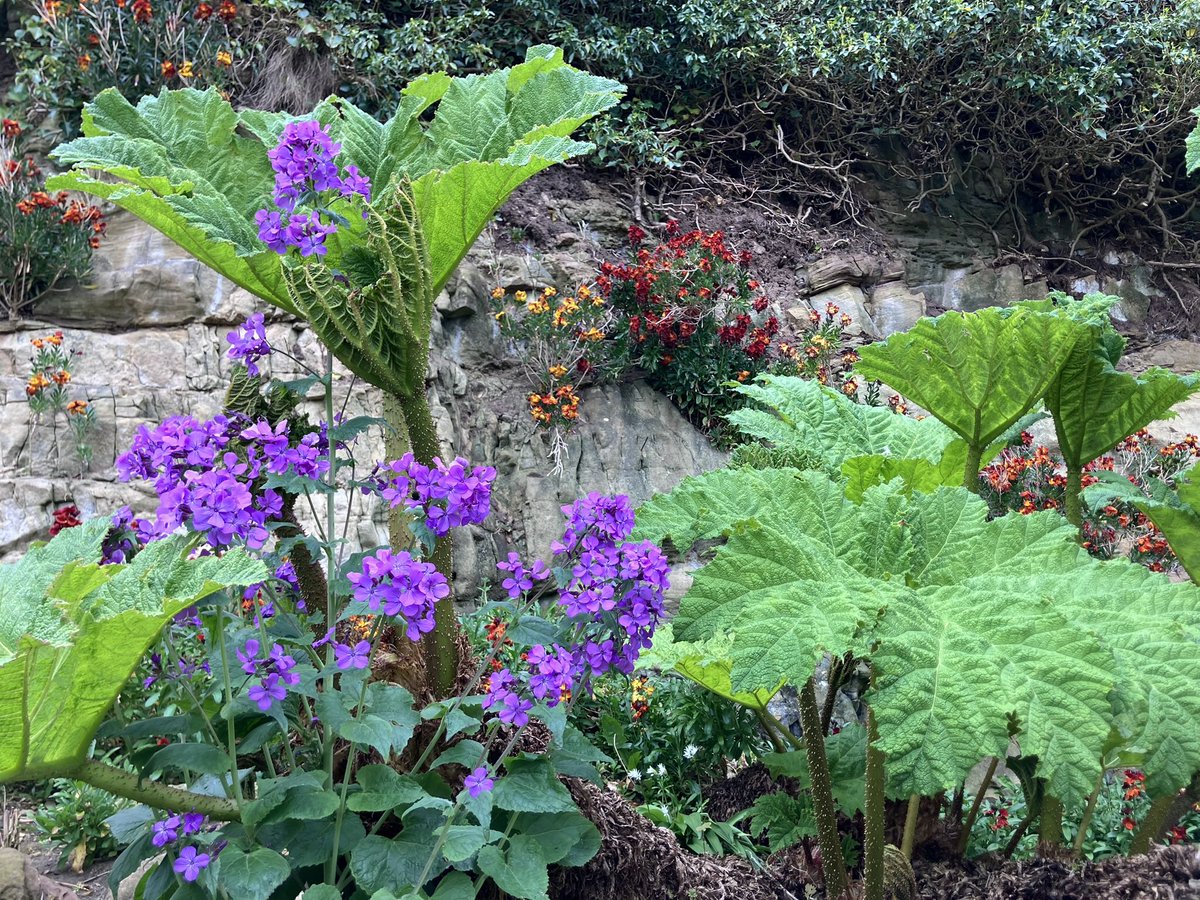 cloudymamma's tweet image. Good Morning from my garden… 

the giants have awoken and growing taller by the day! 💚

Enjoy the weekend! ☕️ 

#gunnera
#MyGarden
#Scotland