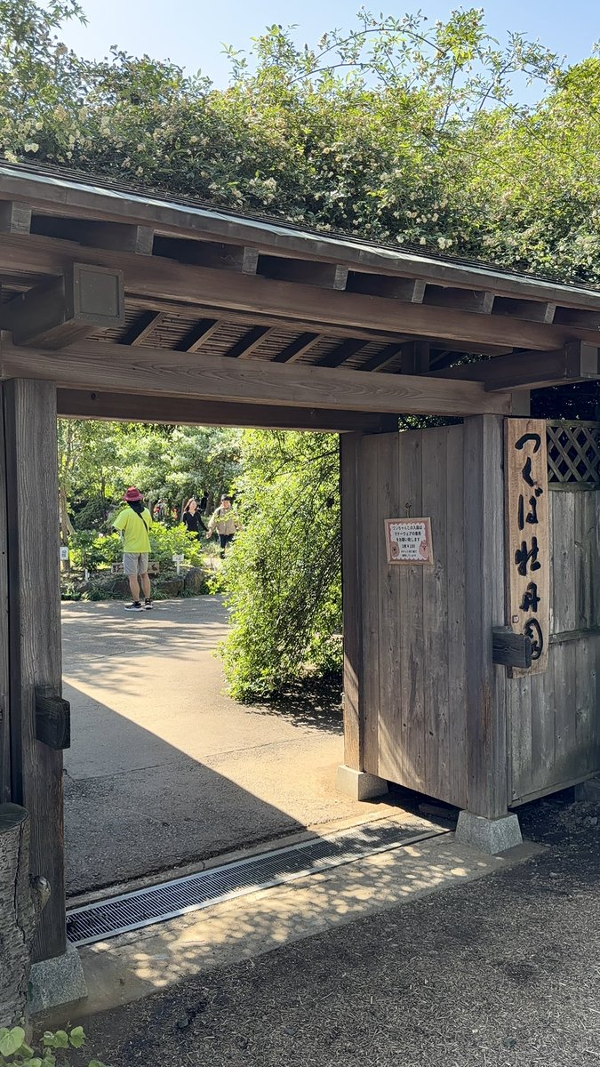 今シーズン初の #つくば牡丹園 <a href="/GardenPeony/">Peony Garden Tokyo in Tsukuba つくば牡丹園 公式</a> 。天気と都合がなかなか合わず…。

例年より早く、芍薬がたくさん咲いています。花筏もやっていました。

シーズンチケットを買って、何回も来て、牡丹園の移り変わりを楽しむのが好きです。何回来れるかな。次は朝イチで来ようっと。

#マイピオニー2026