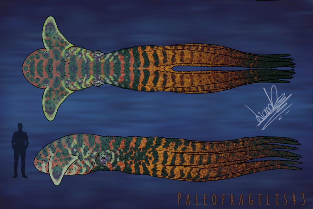 MrFragilis's tweet photo. Nanaimoteuthis hoggarti!!! 🐙

Oh yes, I really wanted to draw this amazing animal. I still have some discomfort in my hand, but I'll be back soon. 👀
#paleoart #Nanaimoteuthis 
 If you're interested in any of these colors, let me know $🙂‍↕️ https://t.co/pJwCjnWrh9
