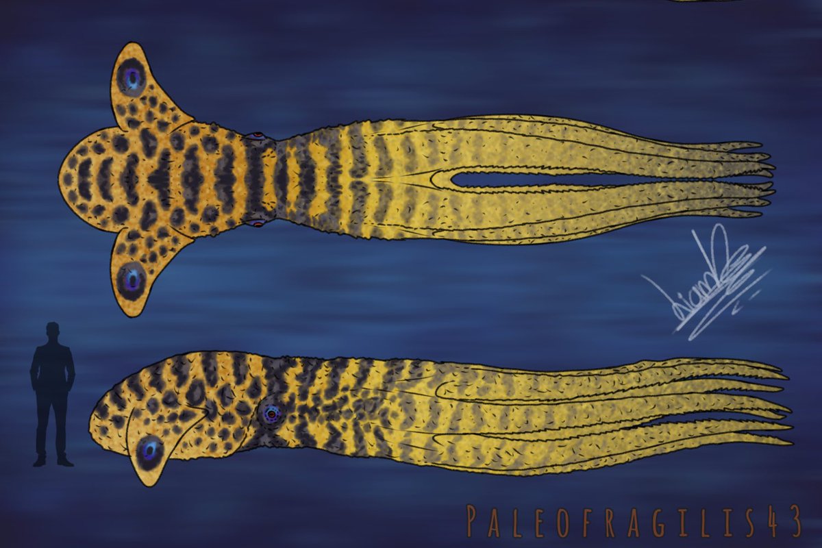 MrFragilis's tweet photo. Nanaimoteuthis hoggarti!!! 🐙

Oh yes, I really wanted to draw this amazing animal. I still have some discomfort in my hand, but I'll be back soon. 👀
#paleoart #Nanaimoteuthis 
 If you're interested in any of these colors, let me know $🙂‍↕️ https://t.co/pJwCjnWrh9