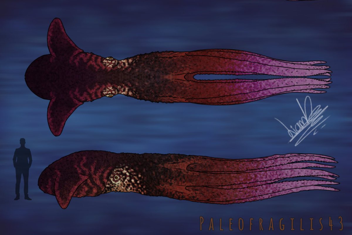 MrFragilis's tweet photo. Nanaimoteuthis hoggarti!!! 🐙

Oh yes, I really wanted to draw this amazing animal. I still have some discomfort in my hand, but I'll be back soon. 👀
#paleoart #Nanaimoteuthis 
 If you're interested in any of these colors, let me know $🙂‍↕️ https://t.co/pJwCjnWrh9