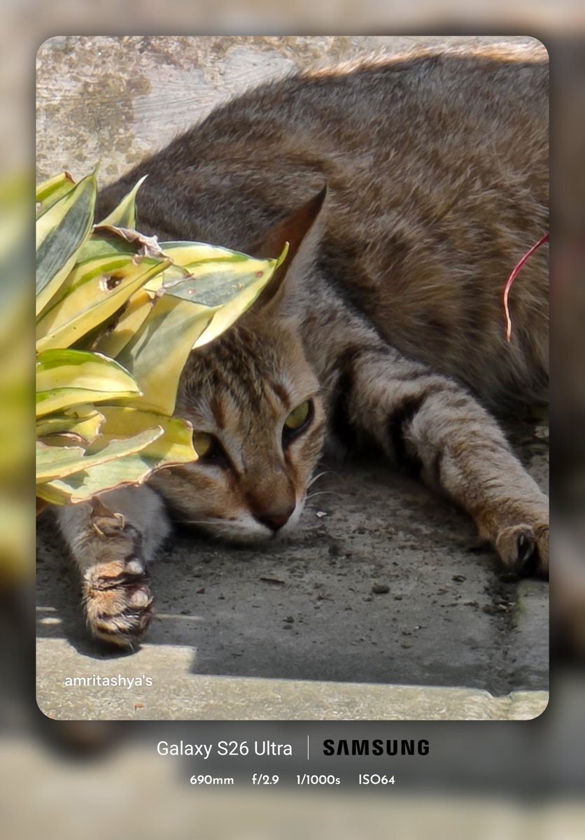amritashya's tweet image. A few random clicks at various zoom levels. Hope you like these, friends. 📸😊 #clicks #friends #S26ultra