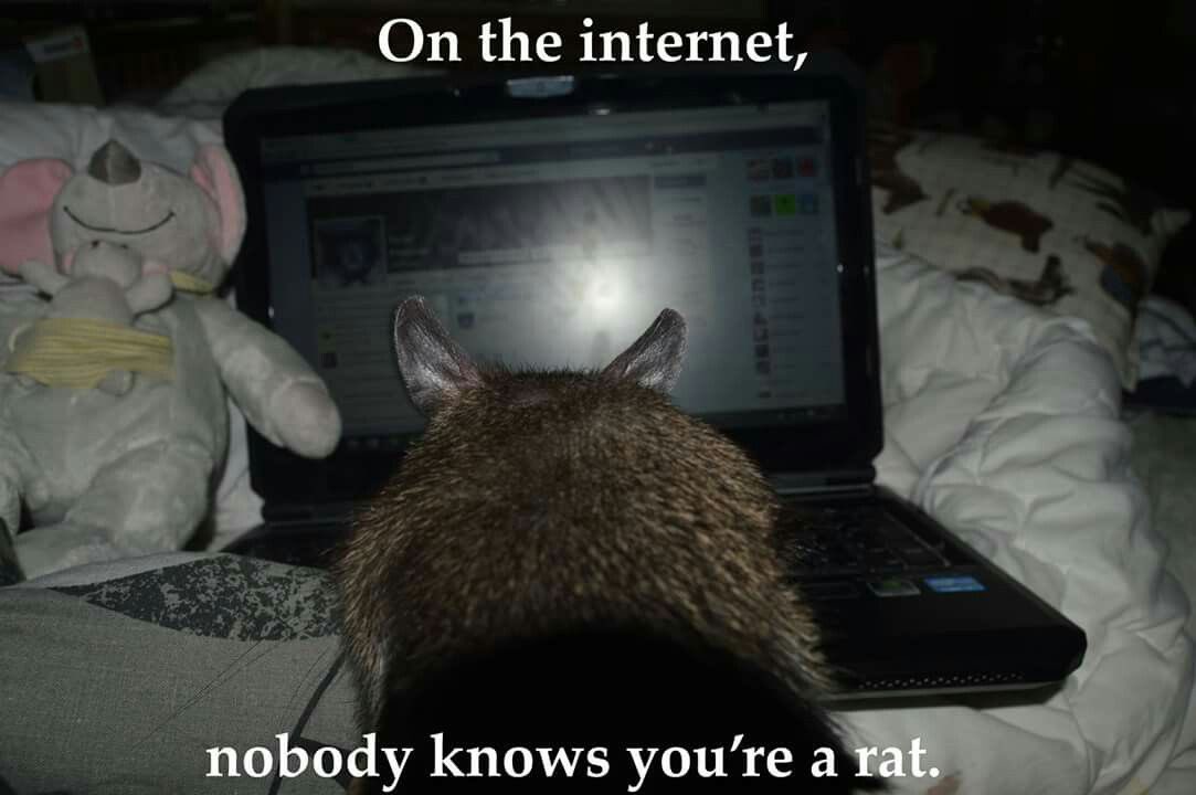 ratbros tweet media